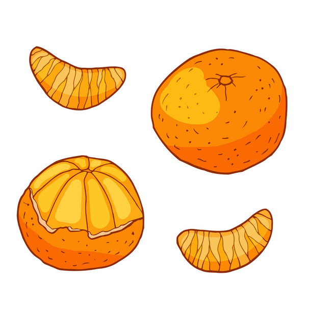 Mandarine mit Scheiben. handgezeichnete Vektorillustration. isoliert auf weißem Hintergrund. - Vektor, Bild