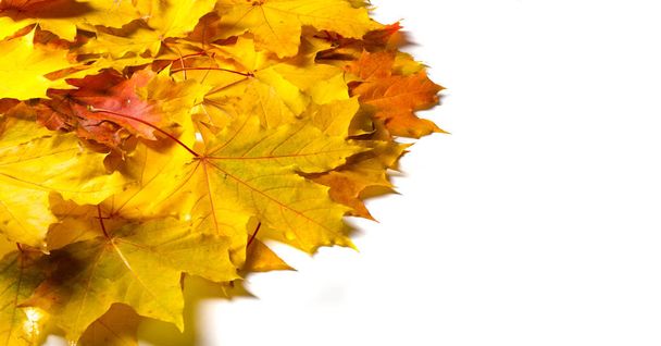 Autumn painting, Autumn maple leaves, different colors. Yellow,  - Photo, Image