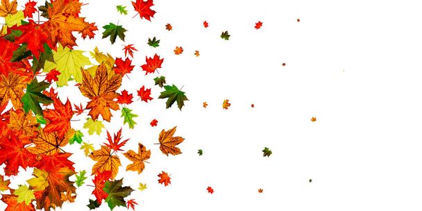 Осенний фон. Падение октября листья изолированы на белом. Концепция сезона
 - Фото, изображение