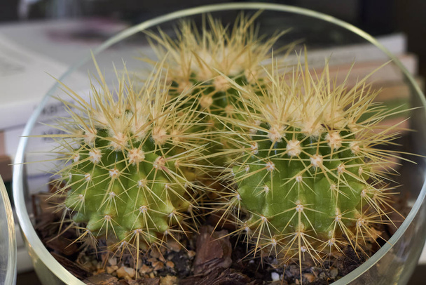 Close-up of three green prickly cacti in a glass vase, selective focus - Photo, Image