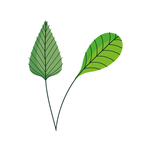 leaves foliage narute decoration organic icon - Вектор, зображення
