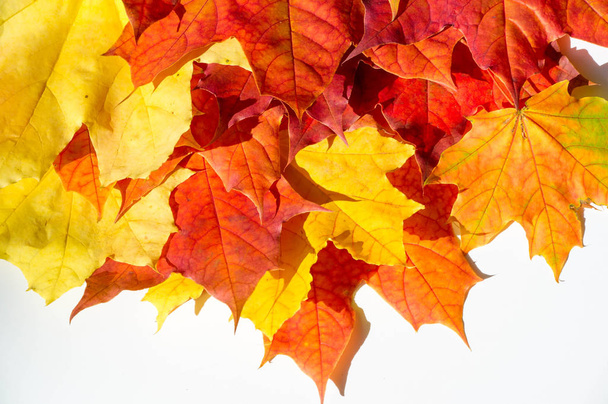 red and yellow maple leaves on a white background. When the leav - Fotografie, Obrázek