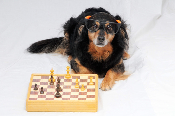 Perro inteligente jugando al ajedrez
 - Foto, Imagen