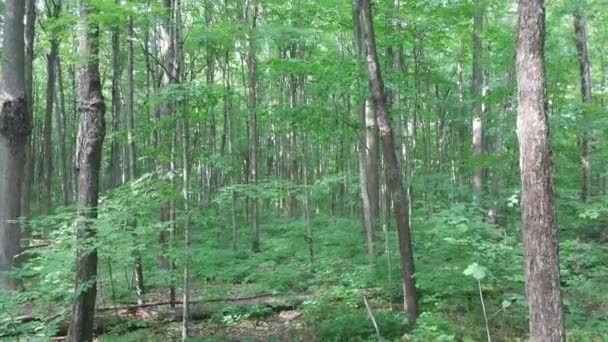 Esfuerzos de conservación demostrados en bosques bien mantenidos en Canadá
 - Metraje, vídeo