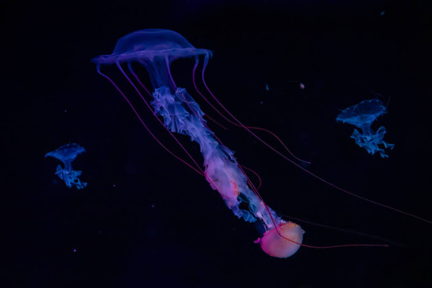 Beautiful jellyfish or medusa in the neon light in aquarium in new opened Prague medusarium, Czech Republic - Φωτογραφία, εικόνα