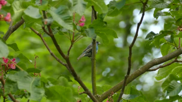 Indigo bunting bird vuela mientras otro llega en el mismo árbol de hoja caduca
 - Metraje, vídeo