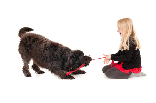 Young blonde girl laughing while playing tug of war with black labradoodle. Isolated on white studio background - Photo, Image