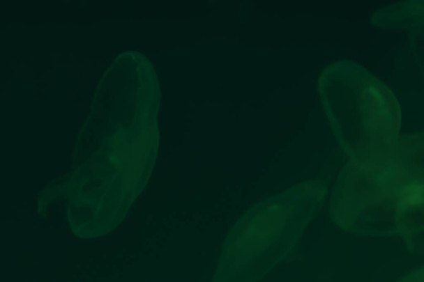 Tengeri világ háttér sötét zöld fény medúzák. Medúza és másolótér - Fotó, kép
