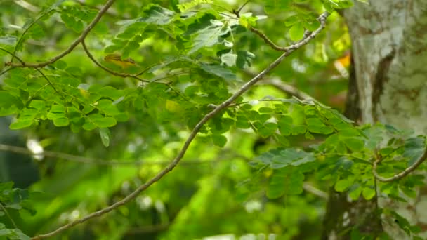 Κίτρινο πουλί γρήγορα hopping γύρω από φρέσκο πράσινο δέντρο την ηλιόλουστη μέρα - Πλάνα, βίντεο