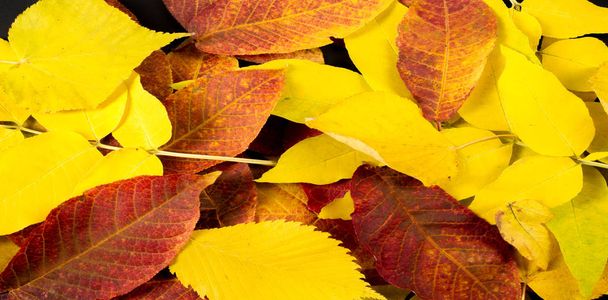 Осенняя фотография, кленовые листья на черном фоне, место для
 - Фото, изображение