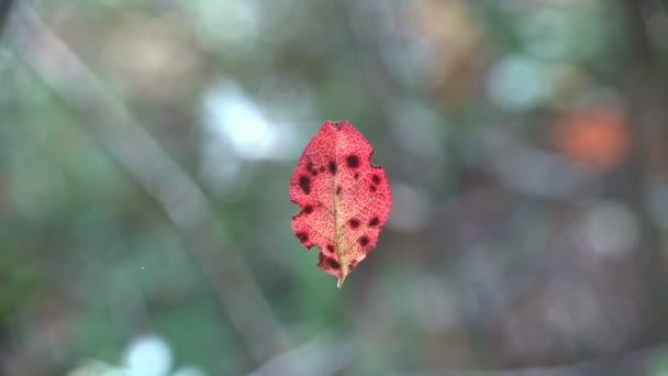 Hoja roja con puntos negros gira en la web de viento ligero de otoño. Macro ver planta
 - Metraje, vídeo
