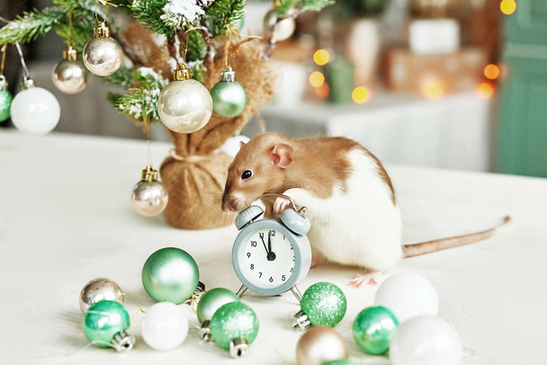 Christmas rat Symbol of the new year 2020 Рік пацюка. Китайський Новий 2020 рік. Різдвяні іграшки, бокс. Щур на тлі різдвяних прикрас. Різдвяний вітальний шаблон. - Фото, зображення