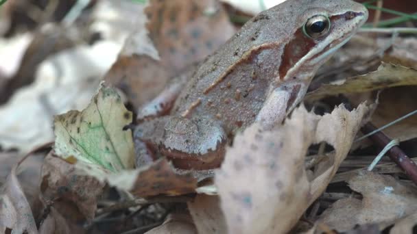 Portret reptiel, European Common Brown Frog, Rana temporaria, Common Frog zit op geel blad in het herfstbos. Macro uitzicht in de natuur - Video