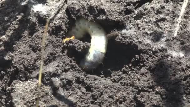 Ver insecto Macro en la naturaleza. Larvas blancas, tercer Instar de Mayo Escarabajo en tierra
 - Metraje, vídeo