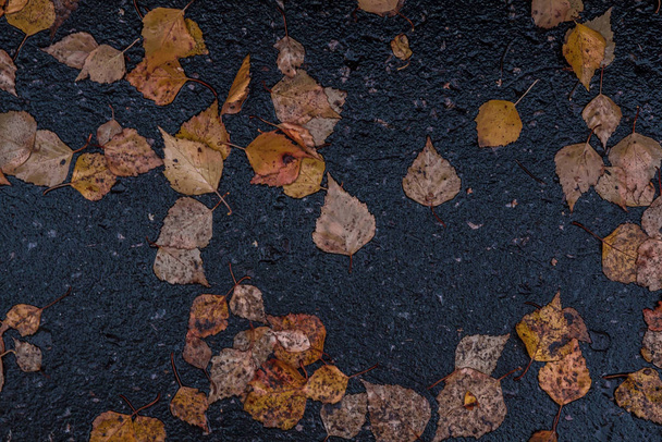 Background asphalt with autumn leaves - Foto, afbeelding