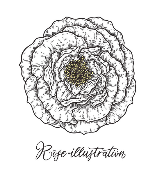 Roses flower bouquet hand drawn in lines. Black and white monochrome graphic doodle elements. Isolated vector illustration, template for design - Vector, imagen