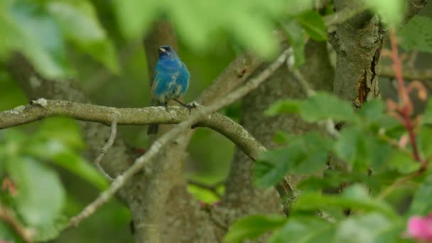 Indigo sármány egyenetlen jelzésekkel a kék tollak a vadonban - Felvétel, videó