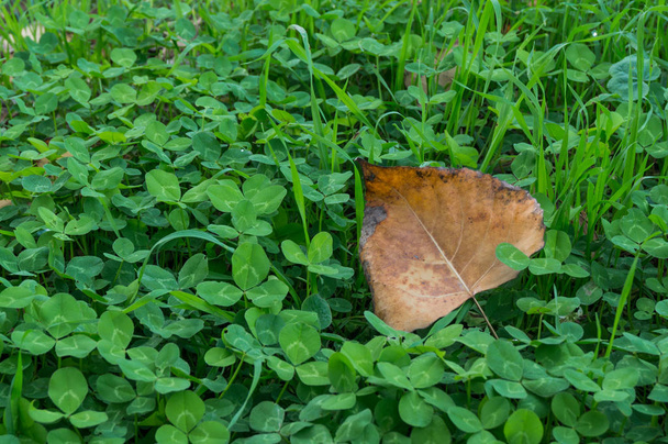 緑色の四枚葉のクローバーの茶色い葉 - 写真・画像