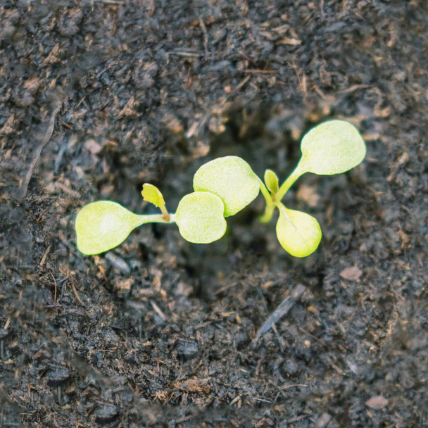 Genç Rucola bitkiler, genç roketleri, Rucola lahanası, Bahar Seedl - Fotoğraf, Görsel