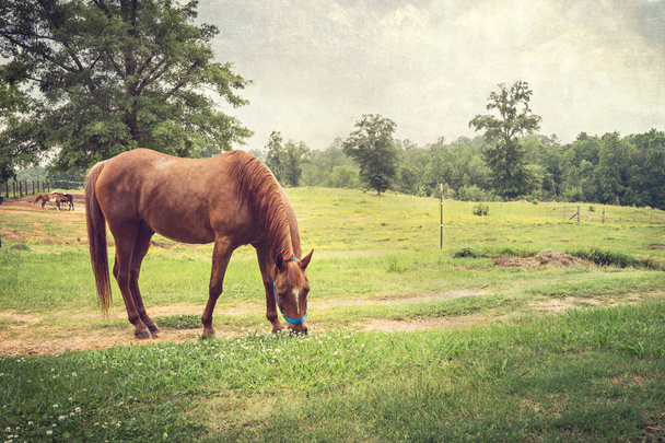 Chestnut Horse in Peaceful Pasture - 写真・画像