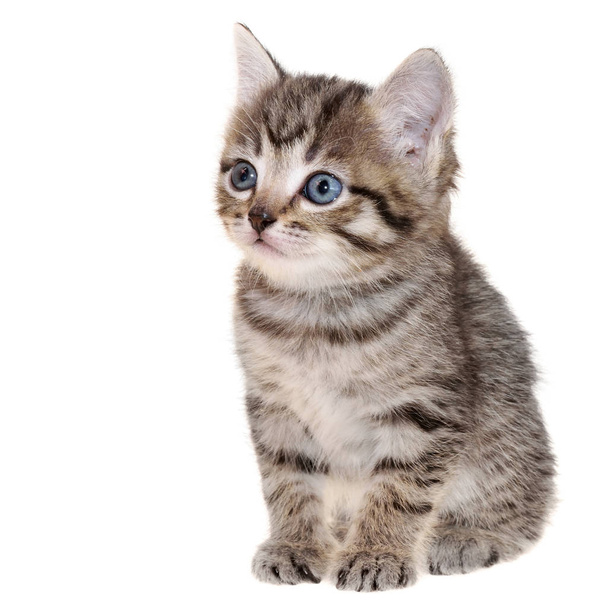 Короткохвостый котенок сидит изолированный
 - Фото, изображение