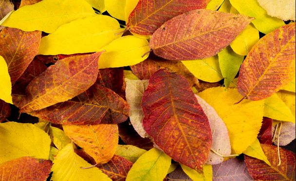 Осенняя фотография, кленовые листья на черном фоне, место для
 - Фото, изображение