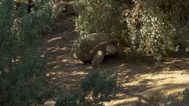 Μια μεγάλη αφρικανική χελώνα σέρνεται στο έδαφος. Χελώνα στην απεραντοσύνη της Αφρικής. Ζώα στη φύση - Πλάνα, βίντεο