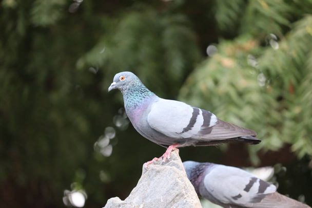 Close up head shot of beautiful speed racing pigeon bird - Photo, Image