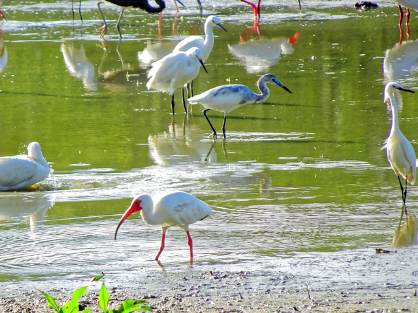 różnorodne ptaki bagienne na Florydzie - Zdjęcie, obraz
