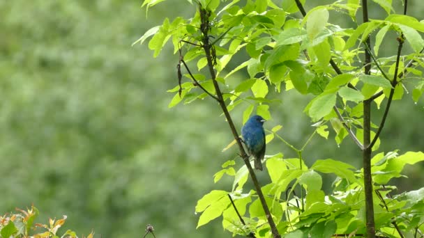 Szép kék madár száll le a nedves ág és fröccsenő víz alatt könnyű eső - Felvétel, videó