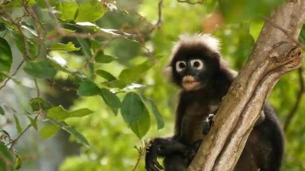 Cute spectacled leaf langur, dusky monkey on tree branch amidst green leaves in Ang Thong national park in natural habitat. Wildlife of endangered species of animals. Environment conservation concept - Filmati, video