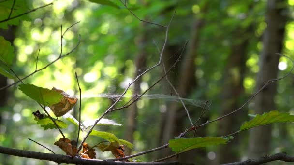 Pająk w pajęczynie tkany między gałęziami drzew. Skup się od drzewa do pająka. - Materiał filmowy, wideo