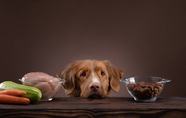 Natural feeding for dogs. Nova Scotia Duck Tolling Retrieverr chooses a meal. Raw food and dry food - Foto, Imagen