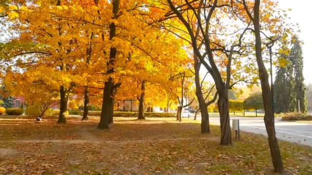Bonito parque de outono com folhas amarelas. O carro branco vai no fundo. A câmera avança. Movimento lento - Filmagem, Vídeo