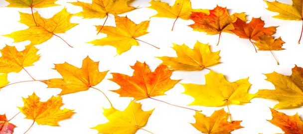 Peinture d'automne, feuilles d'érable d'automne, différentes couleurs. Jaune
,  - Photo, image