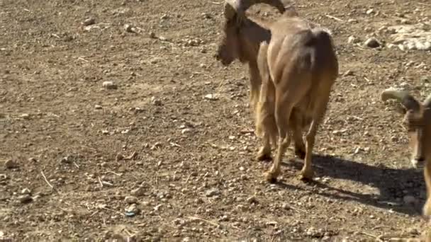 Το αφρικανικό κριάρι τρέχει. Πρόβατα στους ανοιχτούς χώρους της Αφρικής. Ζώο στη φύση - Πλάνα, βίντεο