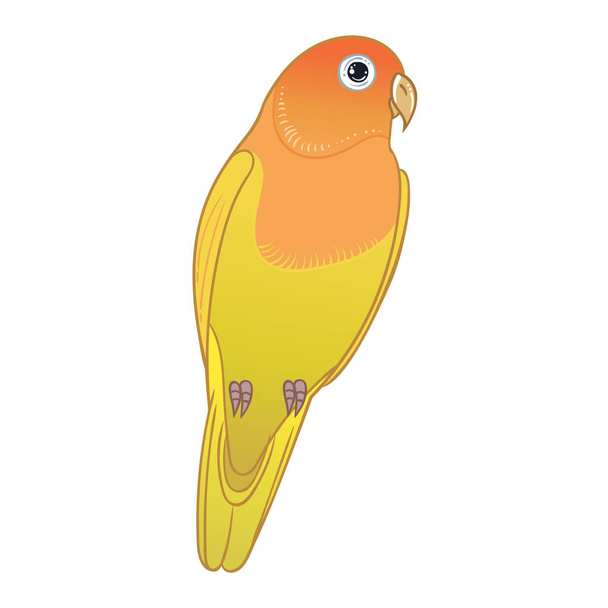 Beautiful tropical exotic lovebird. Vector illustration. - Fotografie, Obrázek