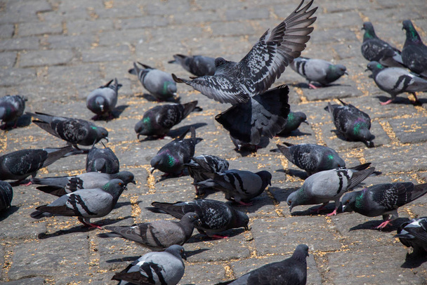 Sokakta beslenen aç güvercin sürüsü - Fotoğraf, Görsel
