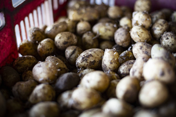 Des pommes de terre. Légumes fraîchement récoltés dans une boîte dans un entrepôt à la ferme. Temps de récolte
. - Photo, image