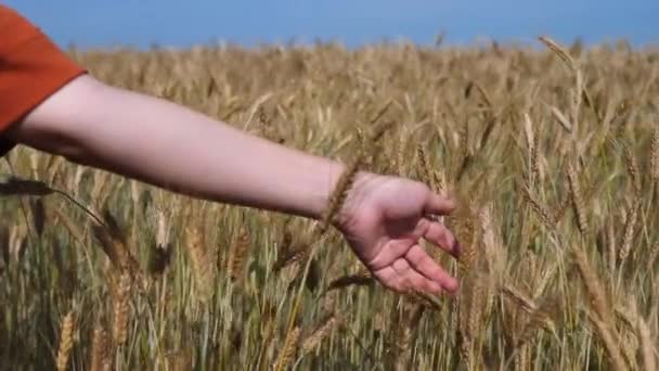 Pšeničné klíčky v ruce farmářů. Farmer Walking In Field Checking Wheat Crop. - Záběry, video