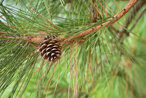 Cone de pinho marrom de pinheiro
 - Foto, Imagem