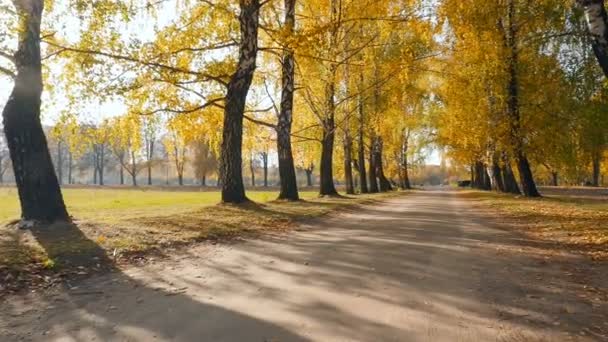 Picturesque autumn road with birches. Beautiful yellow leaves on the trees. The bright rays of the sun - Footage, Video