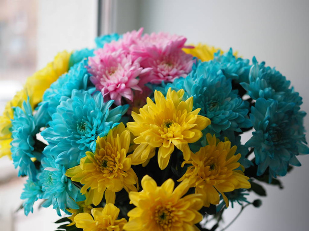 Crisantemi multicolori. Mazzo di arcobaleno variopinto. Fiori blu, gialli, bianchi, rosa. Sfondo fiore
 - Foto, immagini