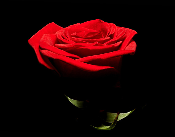 Rosa vermelha vívida
 - Foto, Imagem