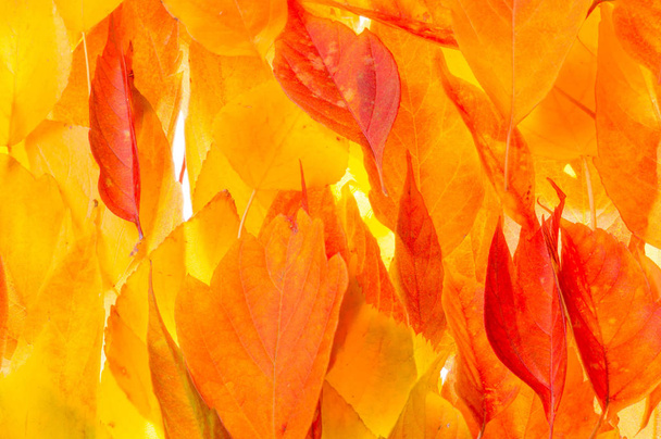 red and yellow maple leaves on a white background. When the leav - Foto, immagini
