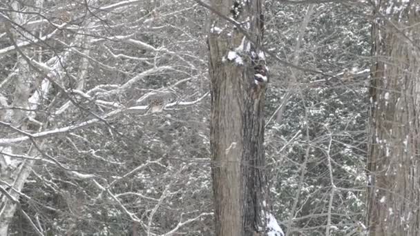 Pan strzał lasów mieszanych w Kanadzie z sową siedzącą w oddali - Materiał filmowy, wideo