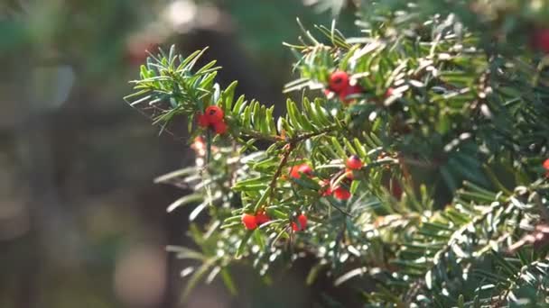 Różne rodzaje roślin i drzew z rodziny sosnowych rosnących w ogrodzie botanicznym - Materiał filmowy, wideo