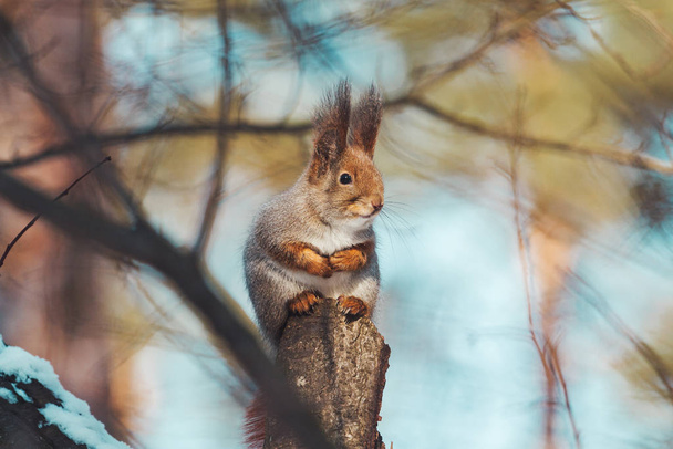 beau écureuil pelucheux assis sur une souche
 - Photo, image
