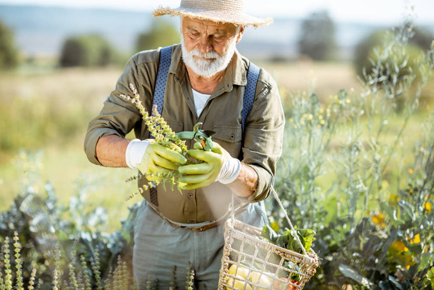Старший мужчина, работающий на экологически чистом огороде
 - Фото, изображение