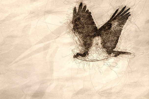 Osamělý Orlovec říční lov na křídlo na bílém pozadí - Fotografie, Obrázek